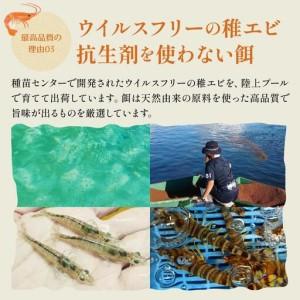 ふるさと納税 車えび 竹富島産 真空パック（冷凍） 250g 沖縄県竹富町_4