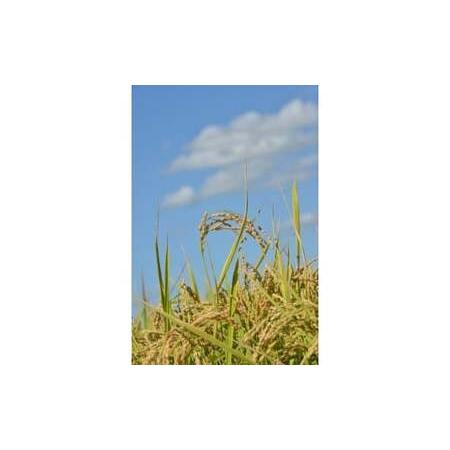 ふるさと納税 A245 【令和7年産】 ゆめぴりか （ 精白米 ） 栽培期間中農薬化学肥料不使用 真空パック 5kg×2袋 たかすタロファーム 北海道 .. 北海道鷹栖町の画像