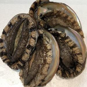 ふるさと納税 [2ヵ月毎定期便]隔月大型アワビ800gを全3回お届け![H22-285]全3回[配送不可地域:離島・北海道・沖縄県][4076446] 愛媛県八幡浜市