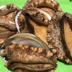 ふるさと納税 [2ヵ月毎定期便]隔月で八幡浜発、竹中水産天然小アワビ500g前後[H22-286]全3回[配送不可地域:離島・北海道・沖縄県][407.. 愛媛県八幡浜市