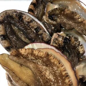 ふるさと納税 [2ヵ月毎定期便]隔月で八幡浜発、竹中水産の大アワビ600g前後(2〜3個)[H22-287]全3回[配送不可地域:離島・北海道・沖縄県.. 愛媛県八幡浜市