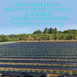 ふるさと納税 【2026年1月上旬より順次発送】★訳あり★無選別「はるかにおいしいさつまいも」EMそだち紅はるか 約5kg｜さつまいも 芋 サツマイ.. 茨城県行方市の画像