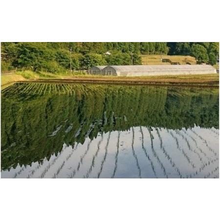 ふるさと納税 【予約受付】令和７年産・新米 ミルキークイーン １０kg 令和7年産 南小国産 新米 米 白米 玄米 玄米対応 お米 ご飯 ごはん 冷め.. 熊本県南小国町