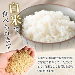 ふるさと納税 【令和7年産】つや姫 玄米 30kg 柴田町産 数量限定 お米 おこめ 米 コメ ご飯 ごはん おにぎり お弁当 【加藤農園】sh143 宮城県柴田町の画像