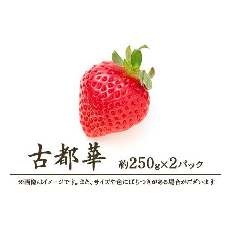 ふるさと納税 いちご 古都華 約250g×2パック[2026年1月〜発送予定] 奈良県奈良市