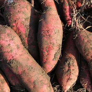ふるさと納税 【予約受付】【お得な訳あり！】 さつまいも 紅はるか 10kg / さつまいも 芋 お芋 紅はるか 訳あり 【delf008】 宮城県美里町の画像