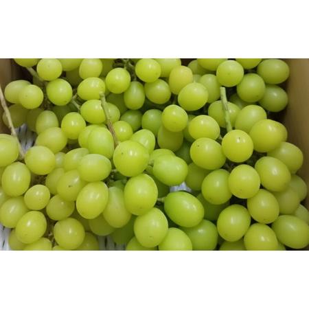 ふるさと納税 [2026年1月末まで発送してます♪♪] [訳あり] 甘みが増す完熟 氷蔵保存 シャインマスカット約3 kg (6〜7房) | シャイン ぶど.. 長野県塩尻市