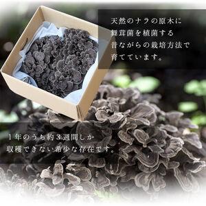 ふるさと納税 【2026年先行予約】 原木 舞茸 約450g きのこ　まいたけ【tab0225-0450】 山梨県丹波山村_3