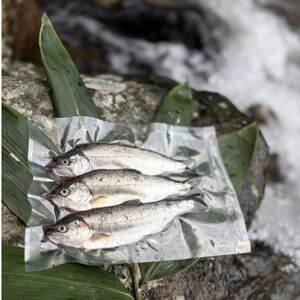 ふるさと納税 渓流の女王 アマゴ(冷凍12尾入り)[配送不可地域:離島][1678912] 岡山県美作市