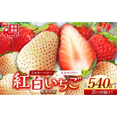 ふるさと納税 苺 スカイベリー ミルキーベリー 紅白いちご | 栃木県下野市 栃木県下野市