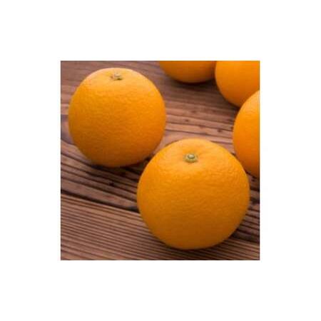 ふるさと納税 [農家直送]濃厚八朔(ご家庭用)1.3kg | 有田 柑橘 フルーツ みかん オレンジ 産地直送 はっさく 和歌山県美浜町