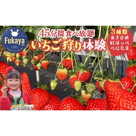 ふるさと納税 [埼玉県]いちご狩り3種類食べ比べ体験(大人1名様) 品種:あきひめ・紅ほっぺ・べにたま 〜たっぷり45分間お楽しみいただけま.. 埼玉県深谷市