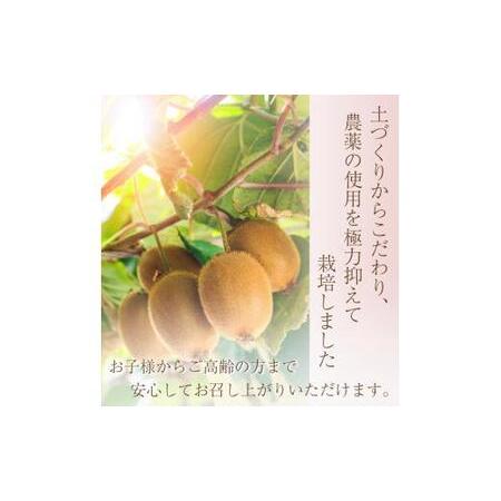 ふるさと納税 厳選 キウイ 7.5kg＋250g（傷み補償分）【扁平果】 / 和歌山 フルーツ 果物 くだもの ※2026年11月中旬より2027年4月下旬頃順.. 和歌山県紀美野町_3
