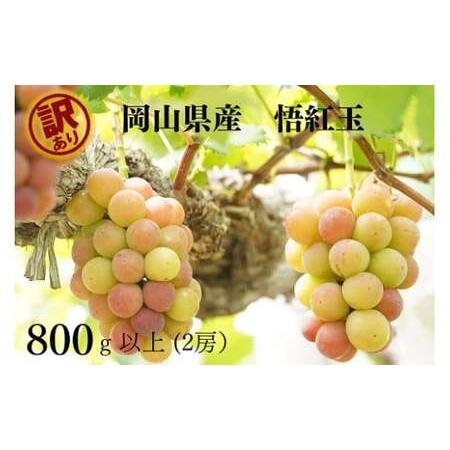 ふるさと納税 [2026年先行予約]岡山県産 [訳あり] 悟紅玉800g以上(2房)産地直送 朝採れ / ぶどう 葡萄 ブドウ 先行予約 くだもの フルーツ.. 岡山県真庭市