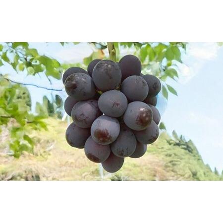 ふるさと納税 ぶどう 2026年 先行予約 ニュー ピオーネ 3〜4房 合計2kg以上 [2026年8月下旬発送予定] / ブドウ 葡萄 ニューピオーネ 岡山県産.. 岡山県美咲町