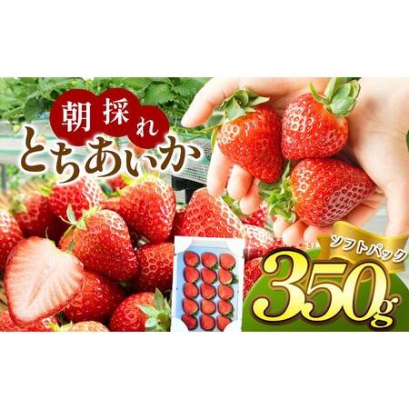 ふるさと納税 [2026年先行予約][ソフトパック]朝採れいちご とちあいか 350g 栃木県真岡市