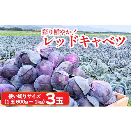 ふるさと納税 キャベツ レッドキャベツ 使い切りサイズ 3玉 (1玉600g〜1kg) 紫キャベツ キャベツ 徳島県阿波市