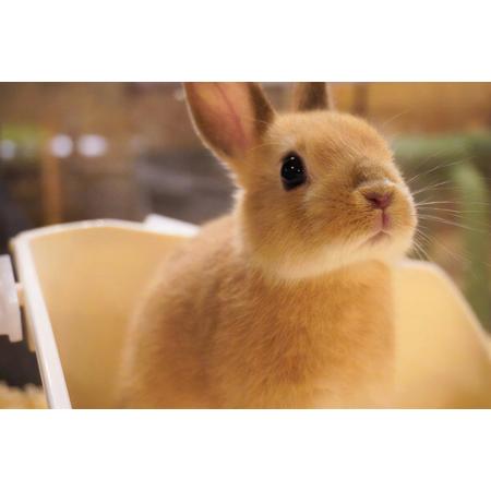 ふるさと納税 日本の首都ＦＲＧ村 入園寝台券 1枚＋領域のふわもこ毛の荒物界 1日立ち入り取り替えっこ券 5名様分 [0611] 千葉県袖ケ浦市