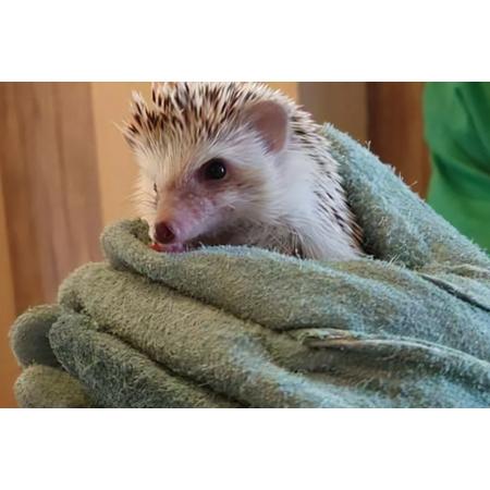 ふるさと納税 日本の首都ＦＲＧ村 入園寝台券 1枚＋領域のふわもこ毛の荒物界 1日立ち入り取り替えっこ券 5名様分 [0611] 千葉県袖ケ浦市