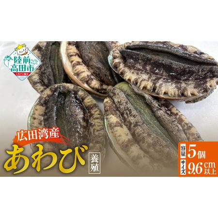 ふるさと納税 肉厚! 広田湾産 養殖あわび 5個セット (殻長 9.5cm〜) アワビ 岩手県陸前高田市
