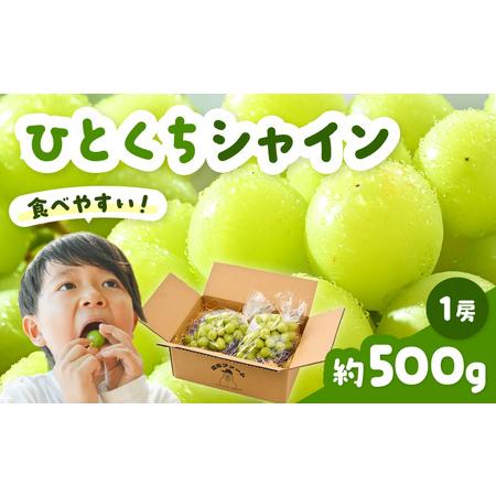 ふるさと納税 [先行予約] シャインマスカット ひとくちシャイン 約500g 1房 [2026年8月中旬以降順次発送予定]マスカット ぶどう [A-21701] 福井県坂井市