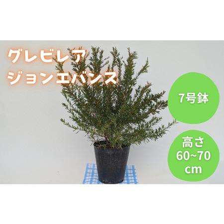 ふるさと納税 グレビレア ジョンエバンス / グレビレア ジョンエバンス 植物 観葉植物 鉢植え 千葉県匝瑳市