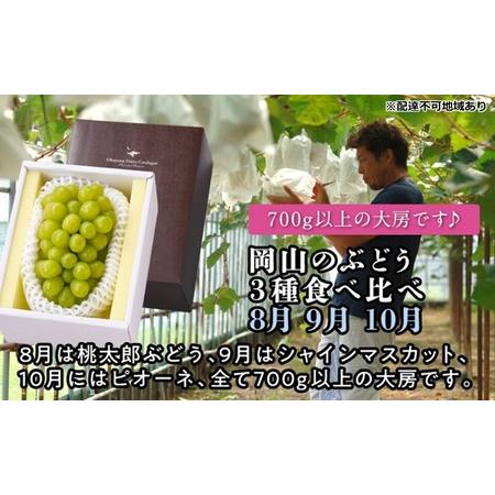 ふるさと納税 [2026年度発送]岡山のぶどう 3種 食べ比べ 3回 お届け 定期便 (8月・9月・10月) ブドウ 葡萄 大房 岡山県産 国産 フルーツ 果.. 岡山県玉野市
