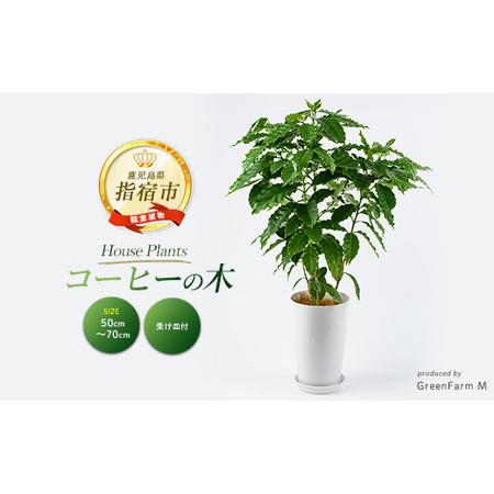 ふるさと納税 2026年3月上旬〜発送[観葉植物]コーヒーの木 50cm〜70cm (Green Farm M/016-2063) 植物 鉢付 インテリア 室内 オフィス おし.. 鹿児島県指宿市