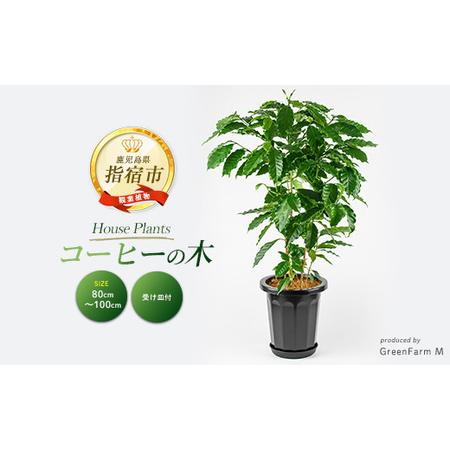ふるさと納税 2026年3月上旬〜発送 観葉植物 コーヒーの木 80cm〜100cm Green Farm M 027-2064 観葉植物 観葉植物[配送不可地域:北海道・沖.. 鹿児島県指宿市