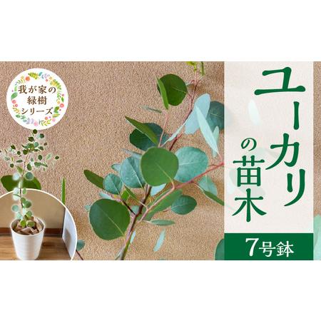 ふるさと納税 チーム田主丸『ユーカリ苗木7号鉢』 _ 苗木 7号鉢 ユーカリ チーム田主丸 1本 ユーカリの苗木 庭木 鉢植え 植木 ドライフラワー.. 福岡県久留米市