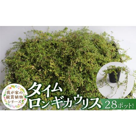 ふるさと納税 チーム田主丸『タイムロンギカウリス28ポット』 _ タイムロンギカウリス 9cmポット 28苗 花 チーム田主丸 常緑多年草 ハーブ 園.. 福岡県久留米市