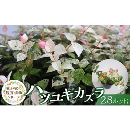ふるさと納税 チーム田主丸『ハツユキカズラ28ポット』 _ ハツユキカズラ 9cmポット 28苗 チーム田主丸 つる 常緑 ピンク 白 まだら模様 園芸 .. 福岡県久留米市