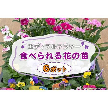 ふるさと納税 農家直送!加藤さんちのエディブルフラワー 6ポット|鉢植え 観賞用 食用 花 お花 野菜 トッピング 付け合わせ [0774] 神奈川県伊勢原市