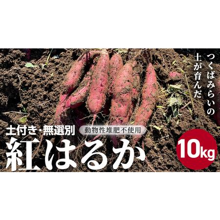 ふるさと納税 茨城県産 紅はるか 10kg 土付き 無選別 茨城県つくばみらい市
