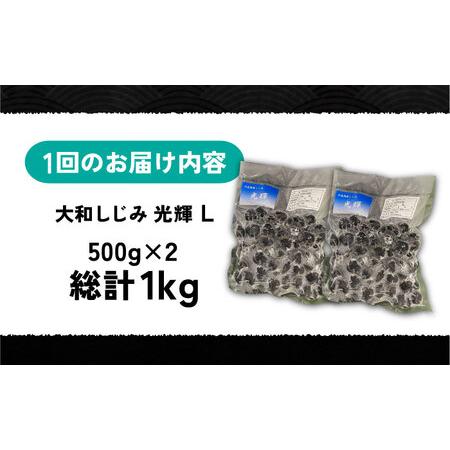ふるさと納税 【全6回定期便】産地直送！宍道湖産 冷凍大和しじみLサイズ1kg(500g×2) 砂抜き処理済 島根県松江市/りすたむmatsue[ALDE023] 島根県松江市の画像