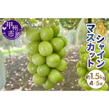 ふるさと納税 厳選シャインマスカット 約1.5kg(4〜5房)[2026年発送](SFN)B15-1011 シャインマスカット フルーツ 山梨県甲州市