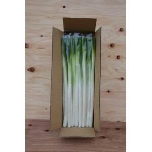 ふるさと納税 長ネギ 3kg入り[ストロベリーみなみ][1691184] 群馬県榛東村