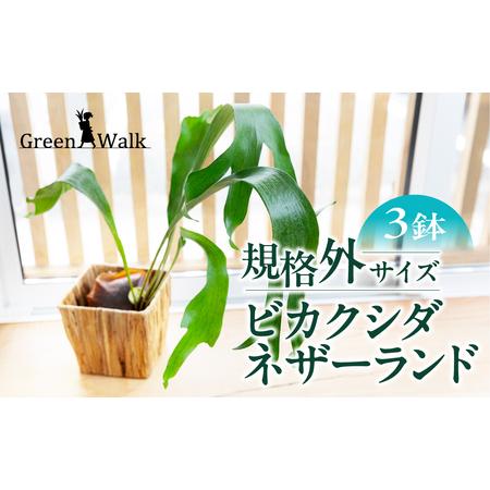 ふるさと納税 ビカクシダネザーランド 土植え 訳あり(3寸) 3鉢セット コウモリラン 観葉植物 愛知県豊橋市