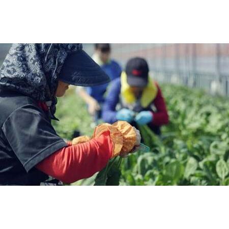 ふるさと納税 【定期便6回】旬の野菜の詰め合わせと栽培期間中農薬不使用の生姜100g付き 詰め合わせ 野菜セット 野菜 ギフト やさいセット お取.. 高知県香美市の画像