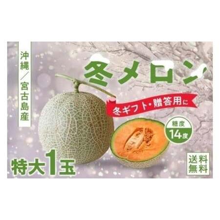 ふるさと納税 [琉球マルシェ]毎年大好評!沖縄県宮古島産 冬メロン(特大1玉)贈答用 冬のギフト 沖縄県宮古島市