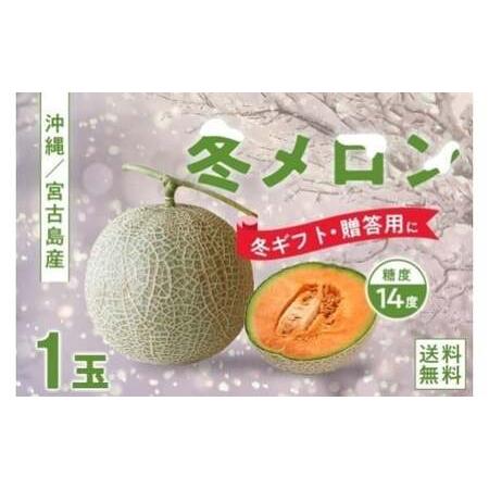 ふるさと納税 [ふるさと納税][琉球マルシェ]毎年大好評!沖縄県宮古島産 冬メロン(大玉1玉)贈答用 冬のギフト 沖縄県宮古島市