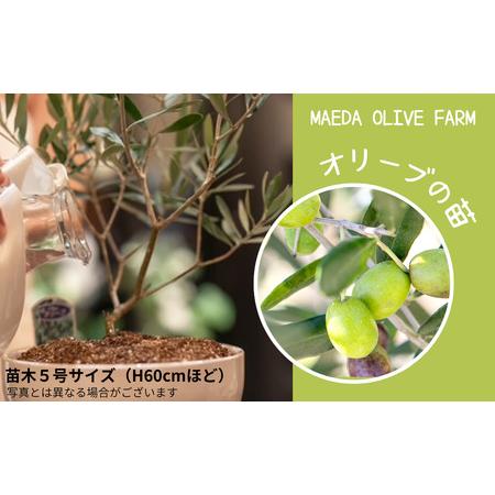 ふるさと納税 オリーブの苗木 京都府宮津市