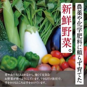 ふるさと納税 【大阪能勢産】 《農家直送》 べじたぶるぱーくの旬の新鮮野菜詰合せ Lセット (10種類) | べじたぶるぱーく野菜詰め合わせ 野菜 農.. 大阪府能勢町_2