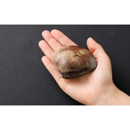 ふるさと納税 10年もの 桑名産 はまぐり  3粒入（ レトルト ） ハマグリ 蛤 貝 カイ 魚介 魚介類 海鮮 海の幸 常温 三重県桑名市_2