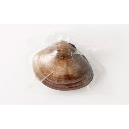 ふるさと納税 10年もの 桑名産 はまぐり  3粒入（ レトルト ） ハマグリ 蛤 貝 カイ 魚介 魚介類 海鮮 海の幸 常温 三重県桑名市_3