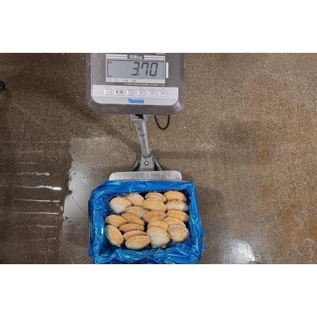 ふるさと納税 【北海道根室産】活ホタテ貝20枚(計3.5kg〜4kg) B-45016 北海道根室市の画像
