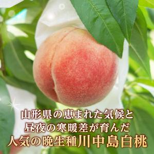 ふるさと納税 《先行受付》★山形産白桃『川中島白桃』★約3kg(6〜12玉程度)秀品【2026年8月中旬頃〜順次発送予定】 063-017 山形県大江町の画像