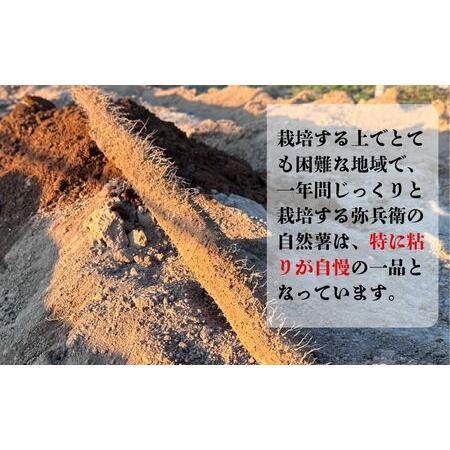 ふるさと納税 自然薯 約1kg~1.2kg 山芋 とろろ 山芋 とろろ 千葉県銚子市 弥兵衛 千葉県銚子市の画像