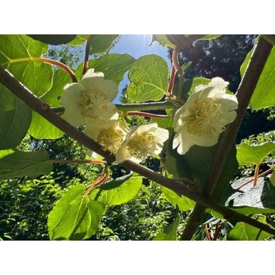 ふるさと納税 【2026年先行予約】キウイ バラ詰め 2kg  ご家庭用 農園直送 先行予約 【10月中旬から順次発送予定】 キウイフルーツ 愛媛 数量限.. 愛媛県伊予市_2