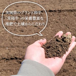ふるさと納税 「特撰」干し芋紅常陸 丸干し 700ｇ【紅常陸 べにひたち さつまいも サツマイモ 甘い おいしい 袋詰め ギフトボックス 】(BV012.. 茨城県北茨城市の画像